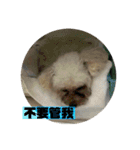 トイプードル(繁体字)（個別スタンプ：14）