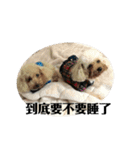 トイプードル(繁体字)（個別スタンプ：16）