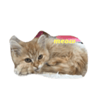 catネコねこスタンプ（個別スタンプ：1）