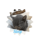 catネコねこスタンプ（個別スタンプ：4）