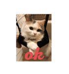 catネコねこスタンプ（個別スタンプ：5）