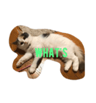 catネコねこスタンプ（個別スタンプ：6）