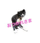 虎毛 秋田犬 華凛ちゃん♪（個別スタンプ：2）