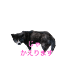 虎毛 秋田犬 華凛ちゃん♪（個別スタンプ：3）