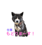 虎毛 秋田犬 華凛ちゃん♪（個別スタンプ：4）