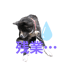 虎毛 秋田犬 華凛ちゃん♪（個別スタンプ：5）
