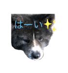 虎毛 秋田犬 華凛ちゃん♪（個別スタンプ：7）