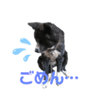 虎毛 秋田犬 華凛ちゃん♪（個別スタンプ：9）