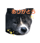 虎毛 秋田犬 華凛ちゃん♪（個別スタンプ：10）