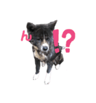 虎毛 秋田犬 華凛ちゃん♪（個別スタンプ：14）
