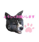 虎毛 秋田犬 華凛ちゃん♪（個別スタンプ：16）