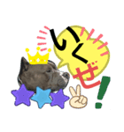 ピットブルテリア ⓵（個別スタンプ：1）