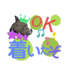ピットブルテリア ⓵（個別スタンプ：5）