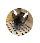 ペットの叫び！！（個別スタンプ：3）