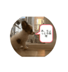 ペットの叫び！！（個別スタンプ：4）