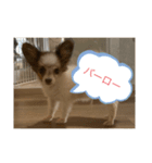 ペットの叫び！！（個別スタンプ：5）