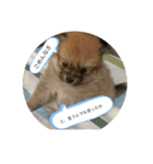 ペットの叫び！！（個別スタンプ：7）