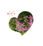 FLOWER特集（個別スタンプ：3）