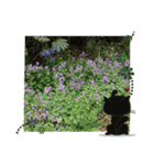 FLOWER特集（個別スタンプ：7）