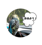 いんこで伝言（個別スタンプ：1）