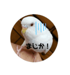 いんこで伝言（個別スタンプ：2）