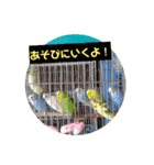 いんこで伝言（個別スタンプ：3）