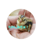 いんこで伝言（個別スタンプ：4）