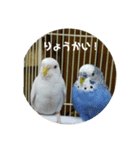 いんこで伝言（個別スタンプ：6）