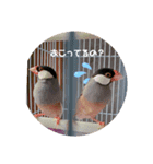 いんこで伝言（個別スタンプ：7）
