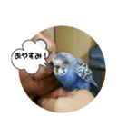 いんこで伝言（個別スタンプ：8）