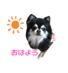 ちわわ 日常会話(カピ＆プリン)（個別スタンプ：1）
