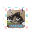 ちわわ 日常会話(カピ＆プリン)（個別スタンプ：2）