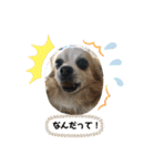 ちわわ 日常会話(カピ＆プリン)（個別スタンプ：7）
