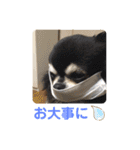ちわわ 日常会話(カピ＆プリン)（個別スタンプ：12）