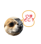 ちわわ 日常会話(カピ＆プリン)（個別スタンプ：13）