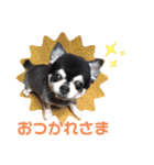 ちわわ 日常会話(カピ＆プリン)（個別スタンプ：14）