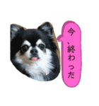 ちわわ 日常会話(カピ＆プリン)（個別スタンプ：15）