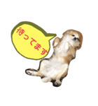 ちわわ 日常会話(カピ＆プリン)（個別スタンプ：16）