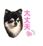 ちわわ 日常会話(カピ＆プリン)（個別スタンプ：23）