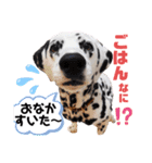 ダルメシアンとプードル（個別スタンプ：2）