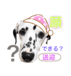 ダルメシアンとプードル（個別スタンプ：4）