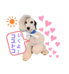 ダルメシアンとプードル（個別スタンプ：9）