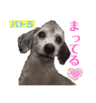 ダルメシアンとプードル（個別スタンプ：11）