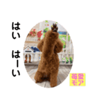 ダルメシアンとプードル（個別スタンプ：13）