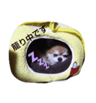 やまと(大きめチワワ)2（個別スタンプ：2）