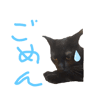 イヌネコ仲良しコンビ（個別スタンプ：2）