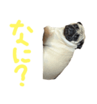 イヌネコ仲良しコンビ（個別スタンプ：4）