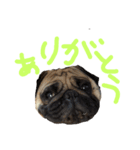イヌネコ仲良しコンビ（個別スタンプ：5）