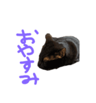 イヌネコ仲良しコンビ（個別スタンプ：7）