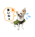 チワパピローズさんver.3（個別スタンプ：1）